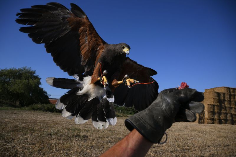A Harris's hawk with wings and tail spread, coming in to land on a falconer's leather glove above a stubble field under a clear blue sky