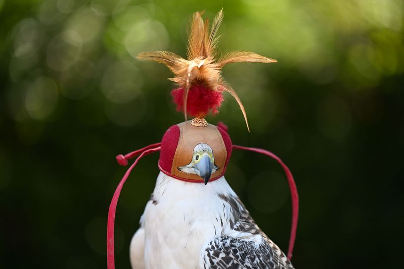 A pale falcon wearing a traditional tooled-leather falconry hood topped with a feather plume