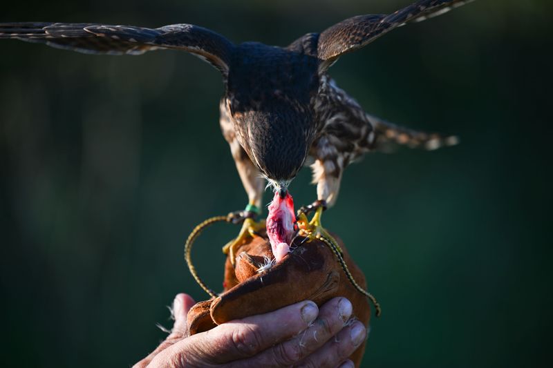 A merlin with wings raised, feeding from a falconer's gloved hand