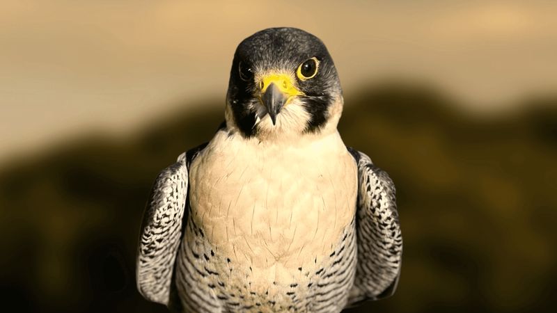 Portrait of an adult peregrine falcon looking straight at the camera